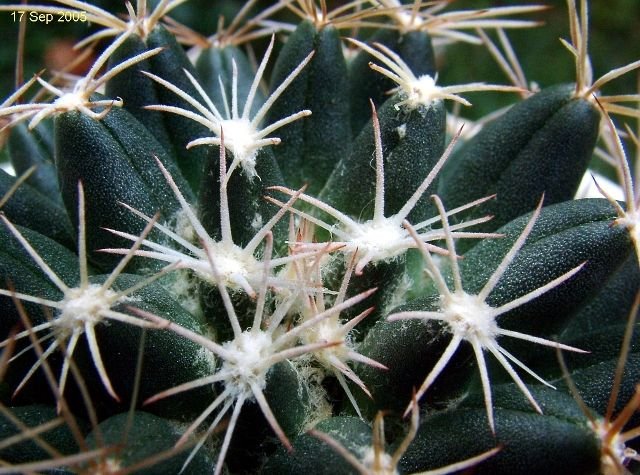 Escobaria _missouriensis _ssp.asperispina_ 09